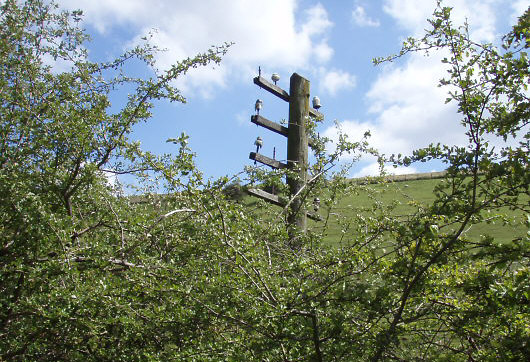 An old HBR telegraph pole on the approach to Weedley Tunnel (J.Broadwell)